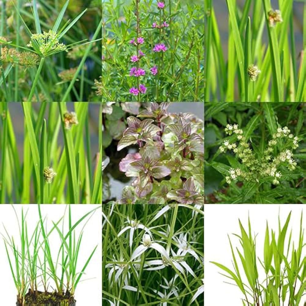 Amazon.co.jp: 【charm】（ビオトープ）水辺植物 おまかせ後景草